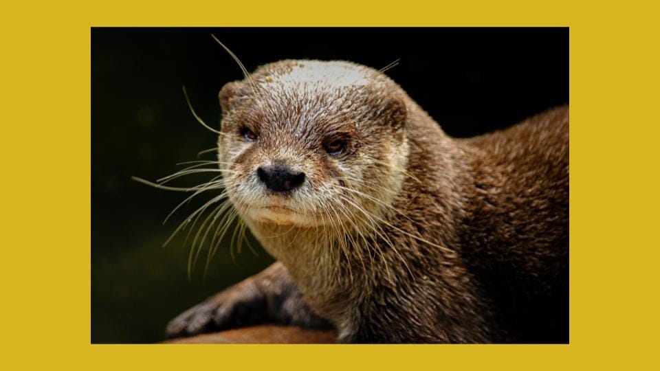 The Otter Problem: When 350,000 Becomes Just 350